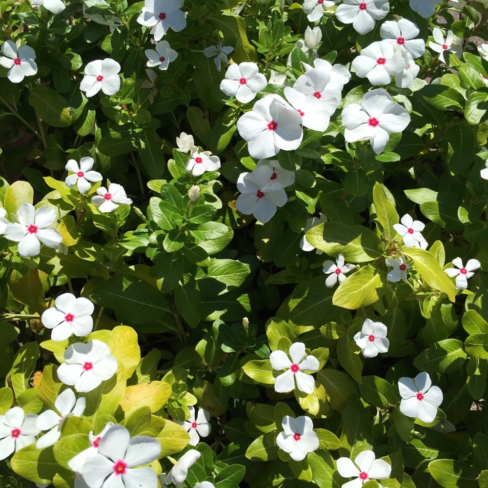 Meet your Posher, Cailin